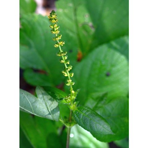 Cyclachaena xanthifolia