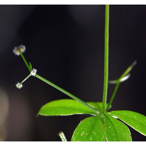 Galium triflorum