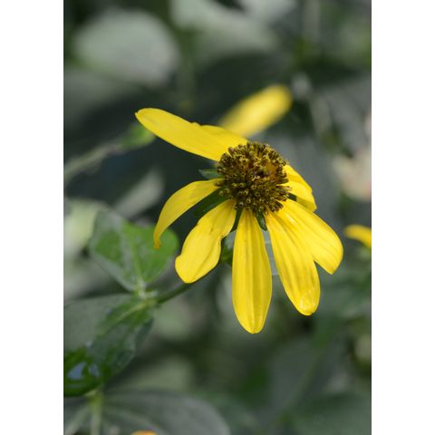 Rudbeckia laciniata