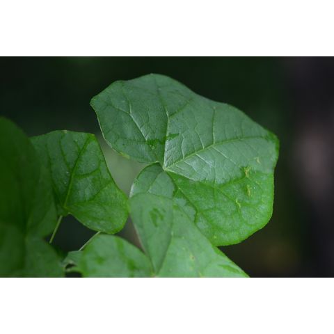 Menispermum canadense