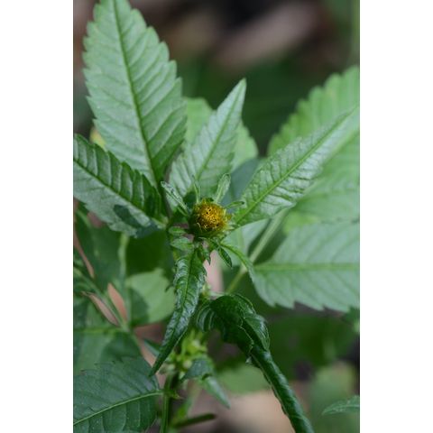 Bidens frondosa