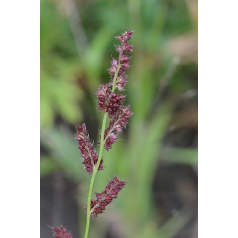 Echinochloa crus-galli