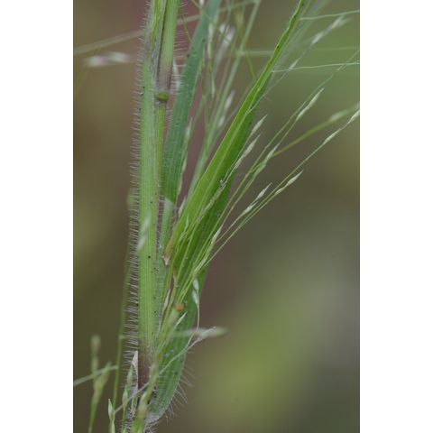Panicum capillare