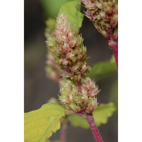 Amaranthus retroflexus