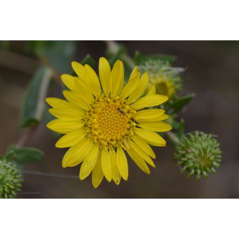 Grindelia squarrosa