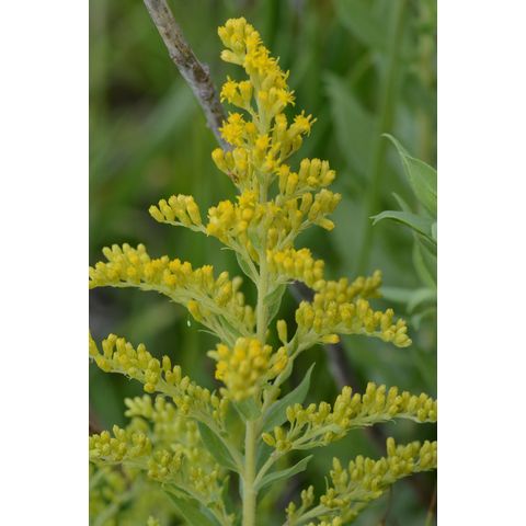 Solidago canadensis