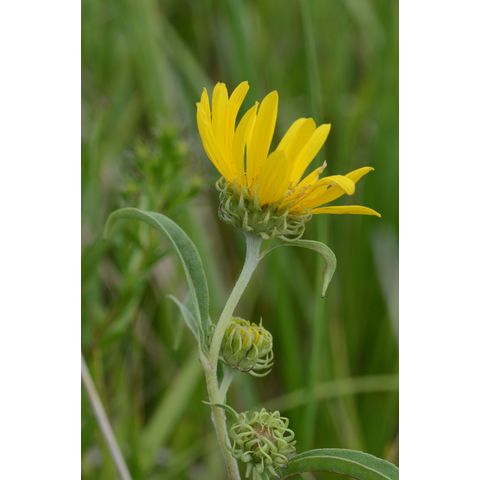 Helianthus maximiliani