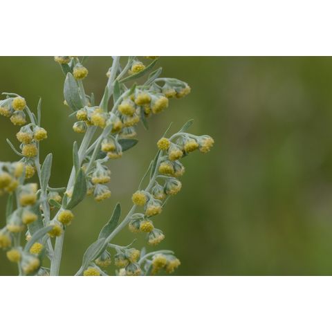 Artemisia absinthium