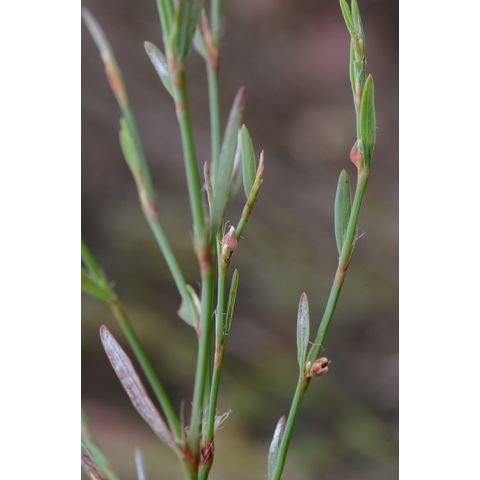 Polygonum ramosissimum