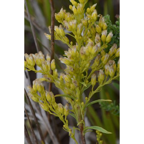 Solidago missouriensis