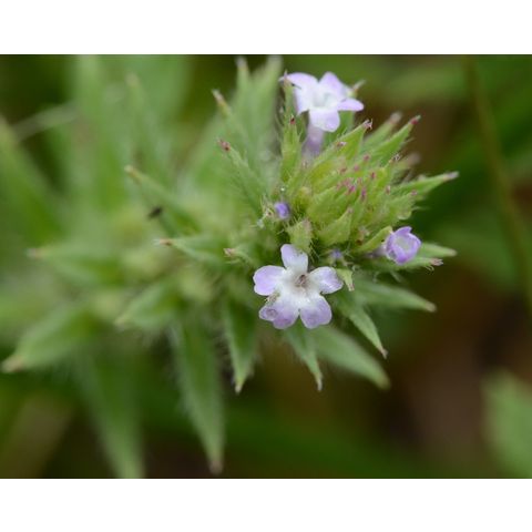 Verbena bracteata