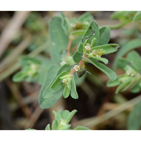 Chamaesyce glyptosperma