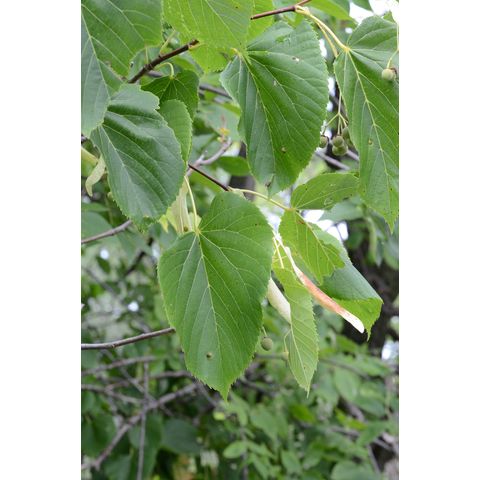 Tilia americana