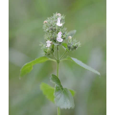 Nepeta cataria
