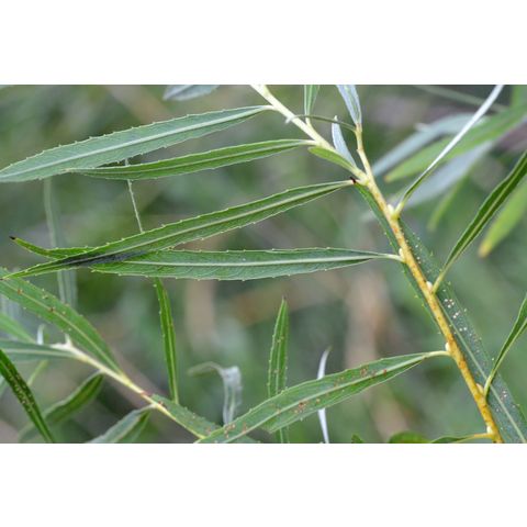 Salix exigua
