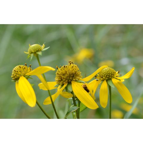 Rudbeckia laciniata