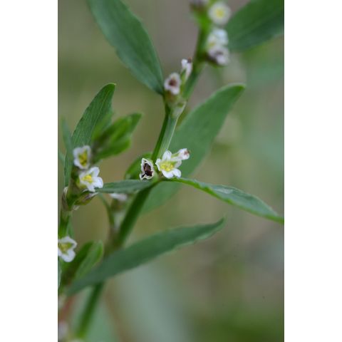 Polygonum aviculare