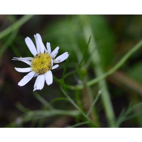 Tripleurospermum maritimum