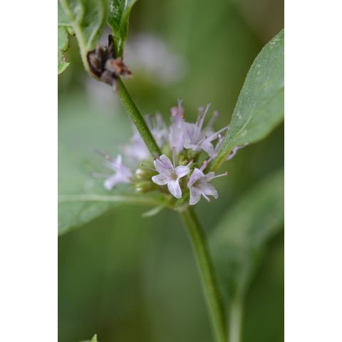 Mentha arvensis