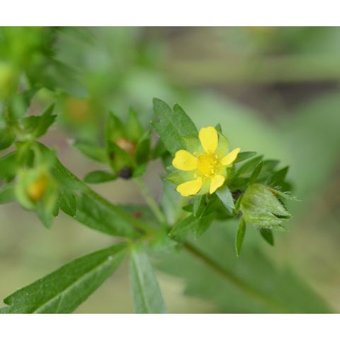 Potentilla norvegica