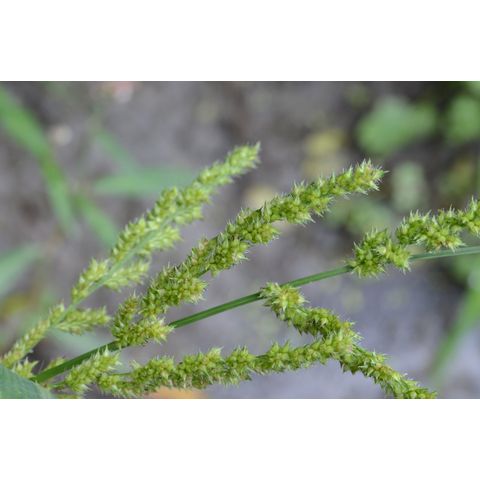 Echinochloa crus-galli