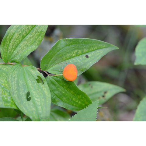 Prosartes trachycarpa