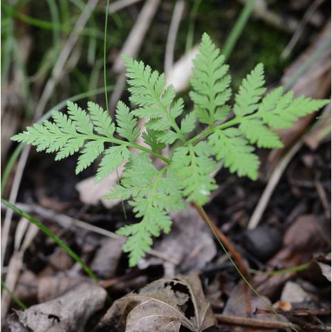 Botrychium virginianum