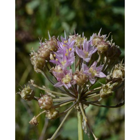 Allium stellatum