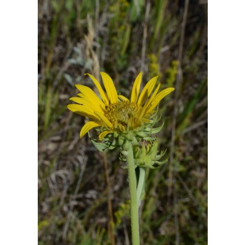 Helianthus nuttallii