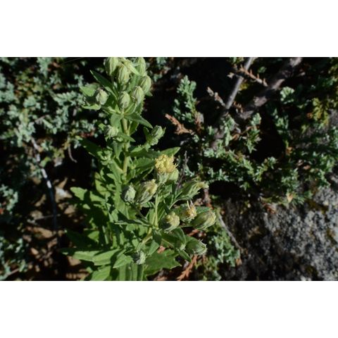 Brickellia eupatorioides