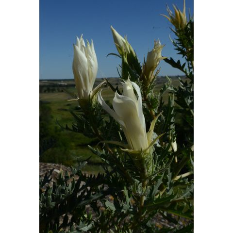 Mentzelia decapetala