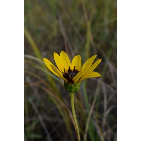 Helianthus pauciflorus