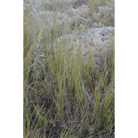 Muhlenbergia cuspidata