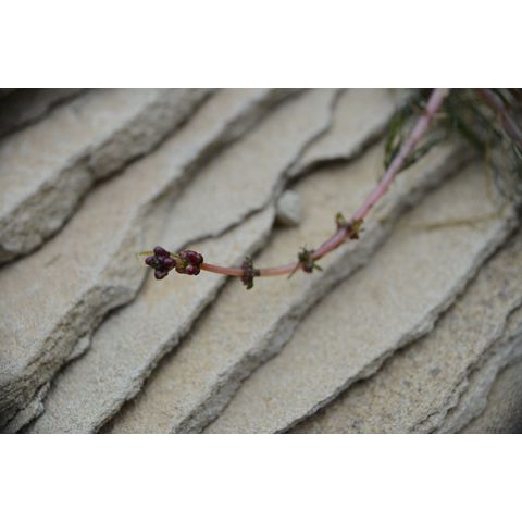 Myriophyllum sibiricum