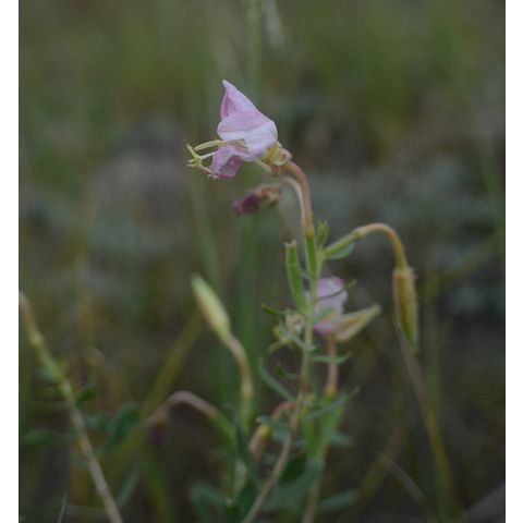 Oenothera nuttallii