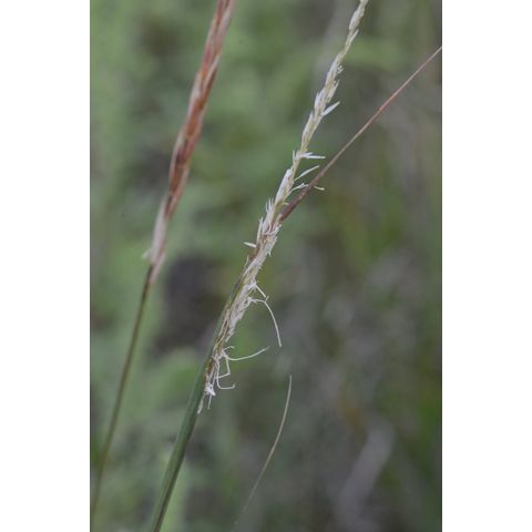 Elymus repens
