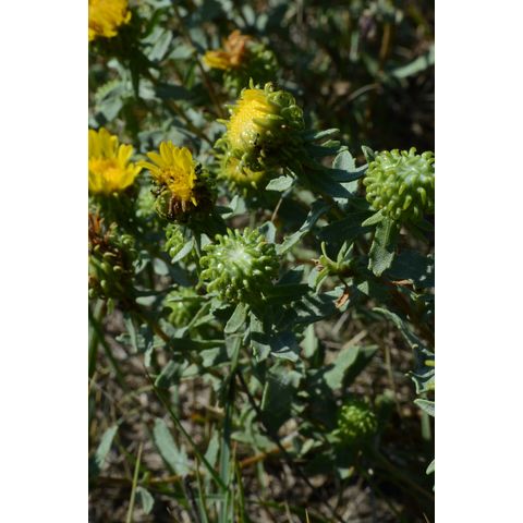 Grindelia squarrosa