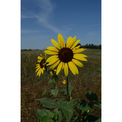 Helianthus petiolaris
