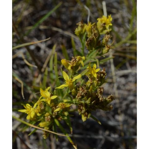 Gutierrezia sarothrae
