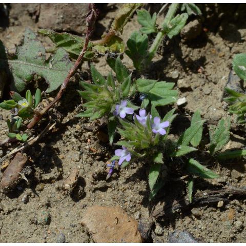 Verbena bracteata