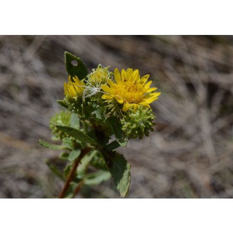 Grindelia squarrosa