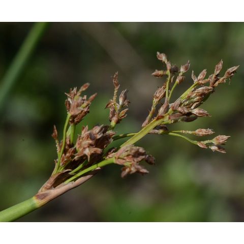 Schoenoplectus heterochaetus