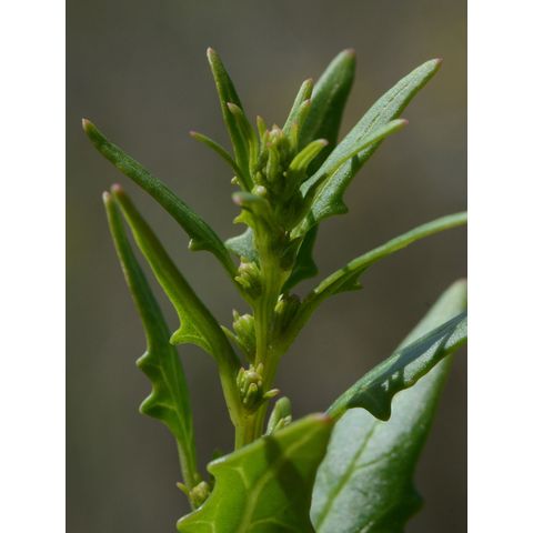 Chenopodium rubrum
