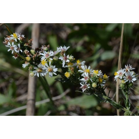 Symphyotrichum ericoides