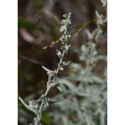 Artemisia ludoviciana