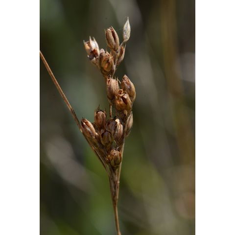 Juncus interior
