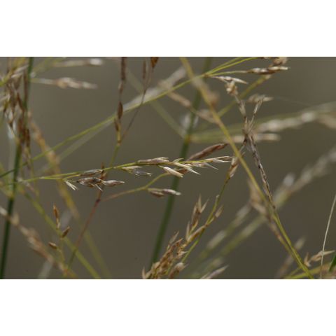 Agrostis stolonifera