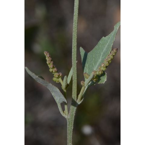 Atriplex rosea