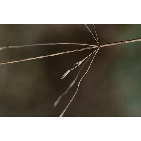 Muhlenbergia cuspidata
