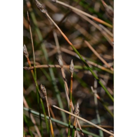 Eleocharis erythropoda